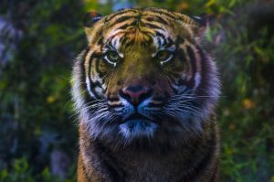 Når angst rammer, reagere hjernen på samme måde, som stod den foran en tiger.